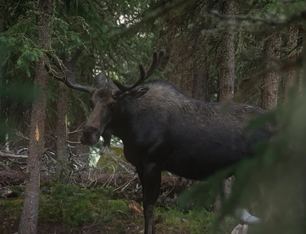 Displayed image from the thumbnail slider