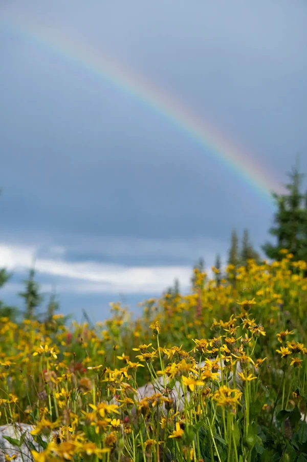 Displayed image from the thumbnail slider