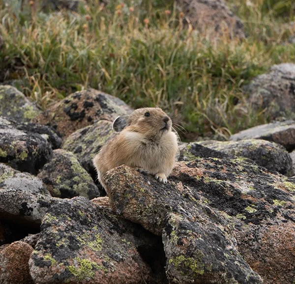 Displayed image from the thumbnail slider