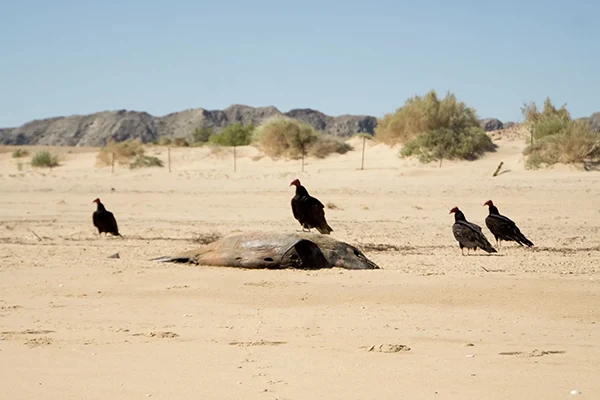 Displayed image from the thumbnail slider