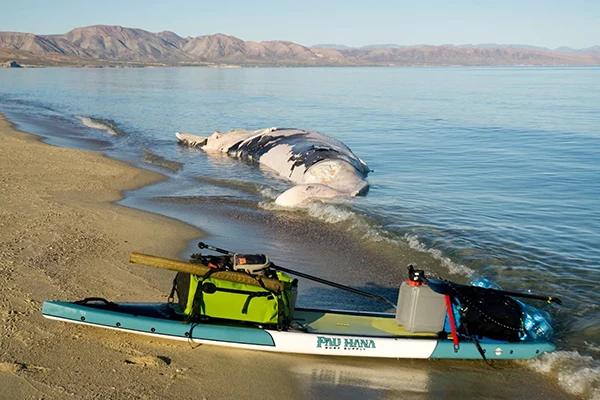 Displayed image from the thumbnail slider