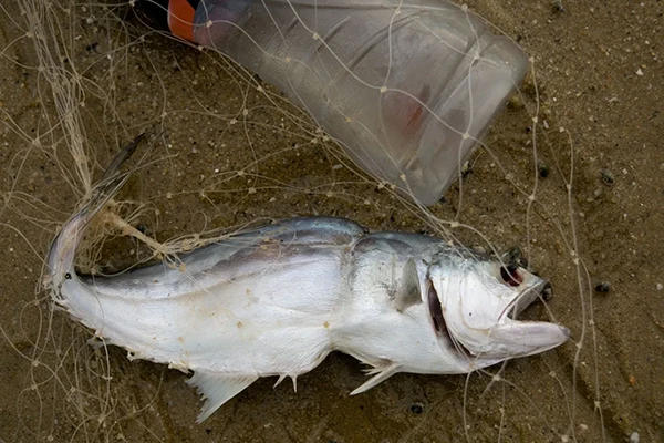 Displayed image from the thumbnail slider