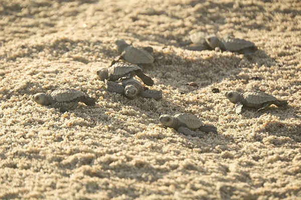 Displayed image from the thumbnail slider