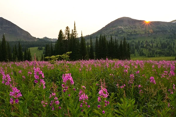 Displayed image from the thumbnail slider