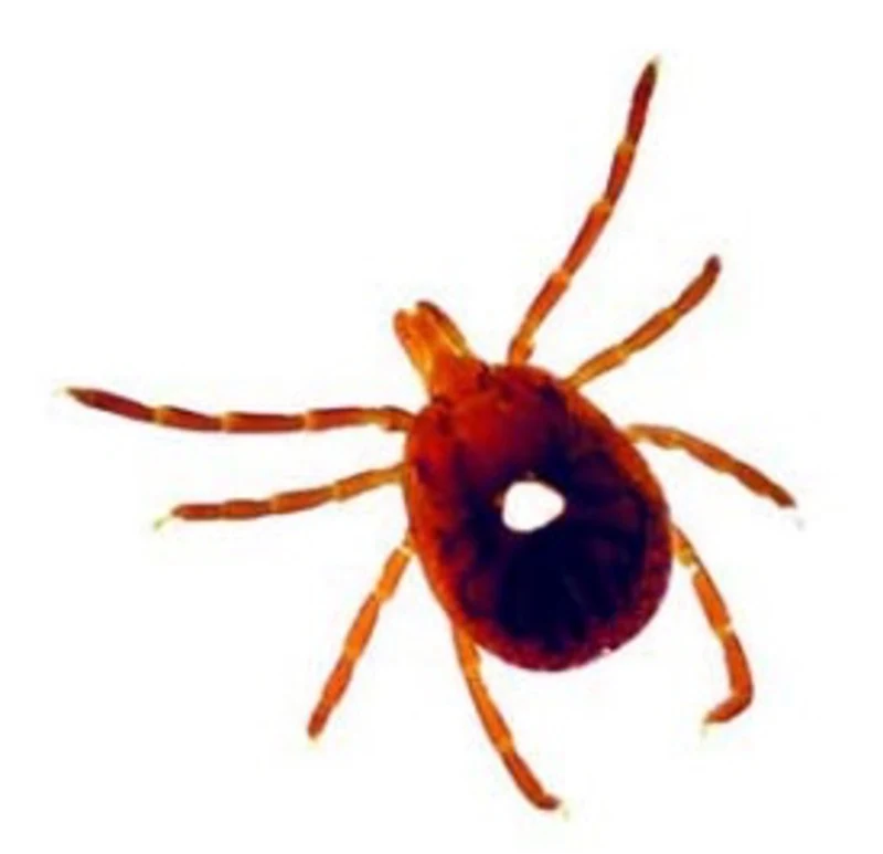 A macro enlarged image of a tick on white background.