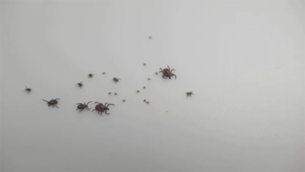 Ticks on a white surface