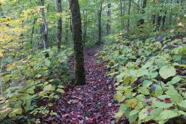 A trail in the woods