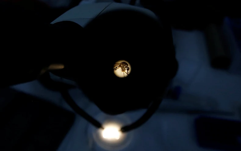 A mosquito is seen through the microscope inside a laboratory