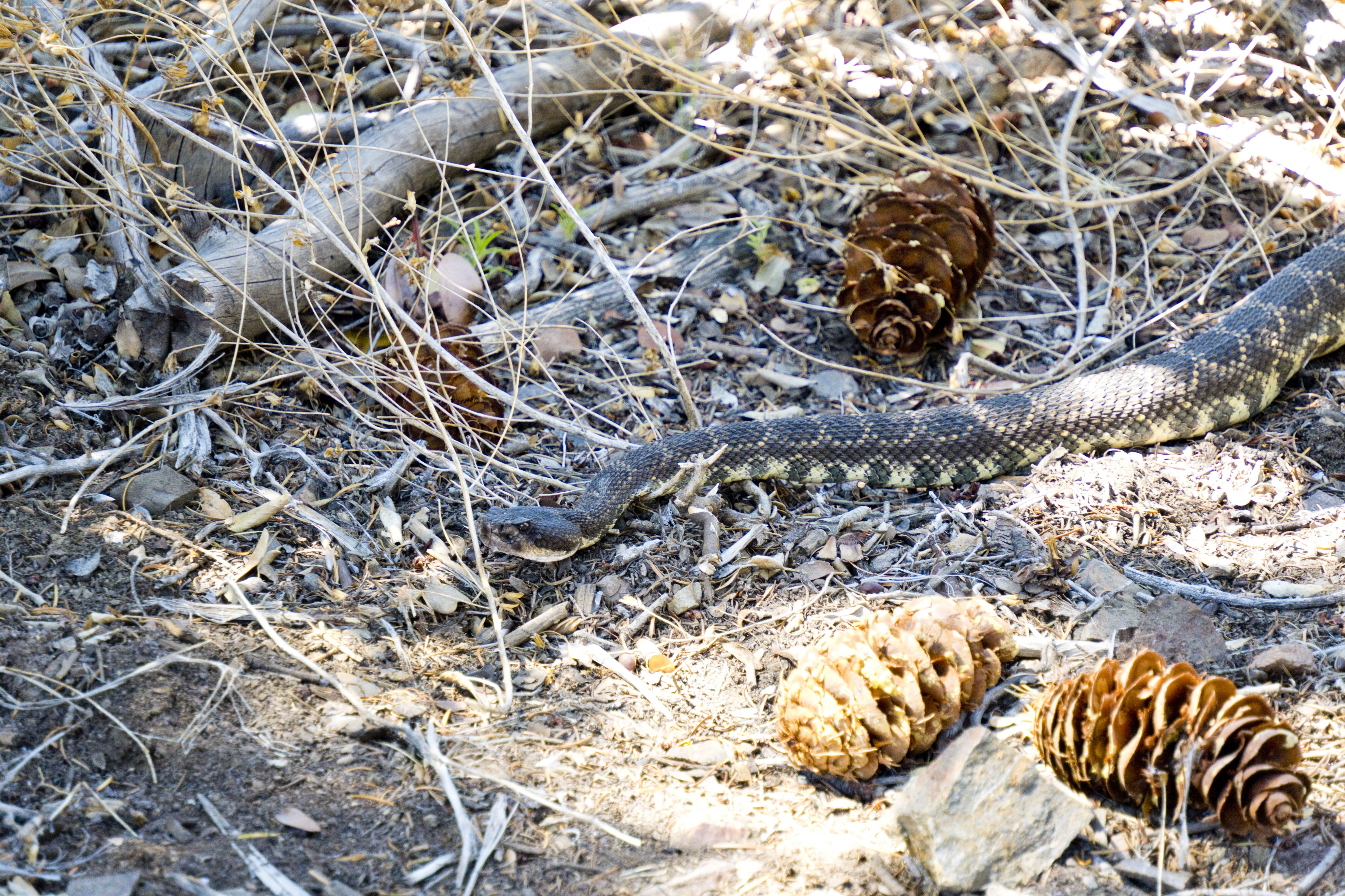 Displayed image from the thumbnail slider