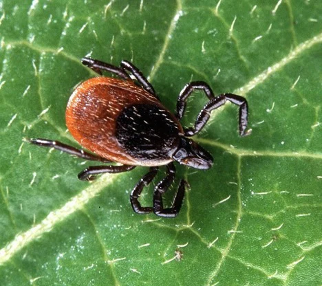 A tick on a leaf.