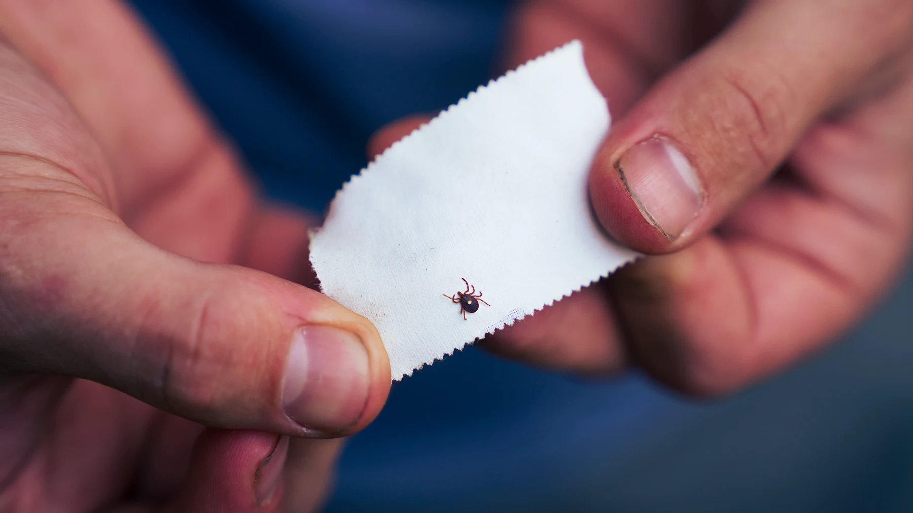 Two hands holding paper with tick on it.