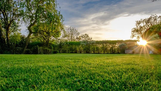 A grass field with trees and a shed.