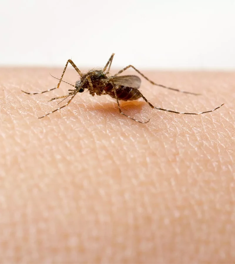 A close up of a mosquito on skin.