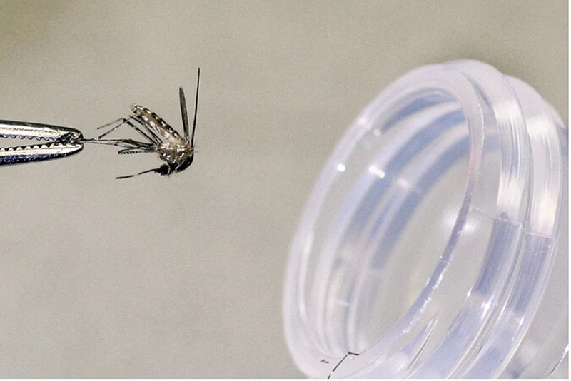 A mosquito being held by a jar.