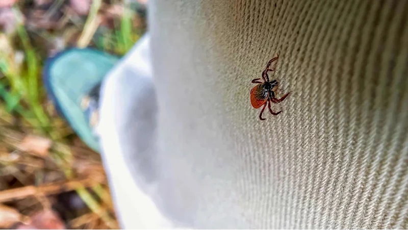 A close up of a tick on clothing.
