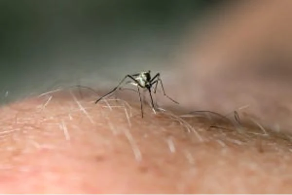 A mosquito on a leg.