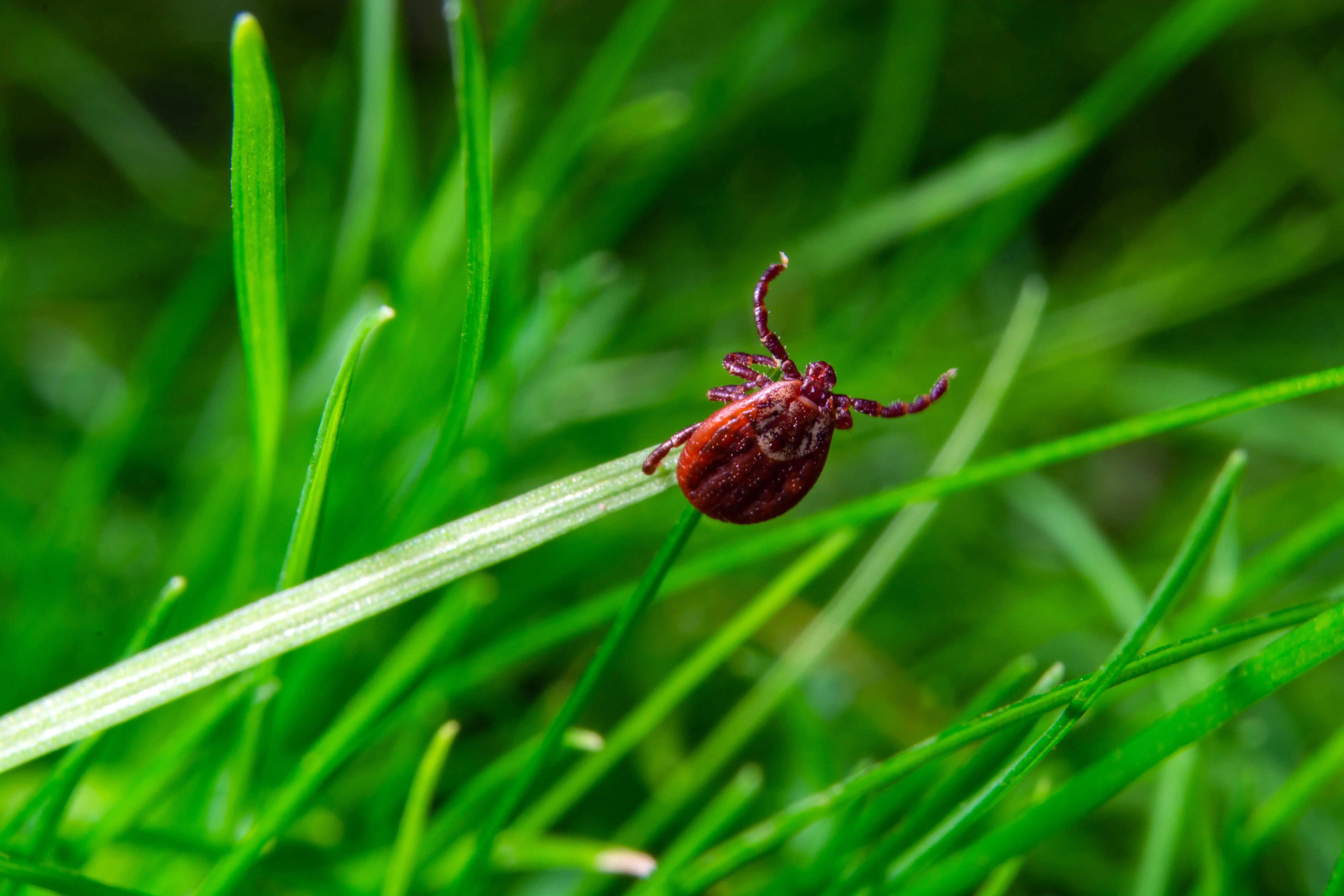 Close-up of a small brown tick gripping a blade of green grass.