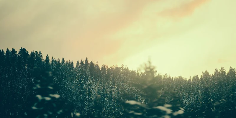 A sunrise over trees.