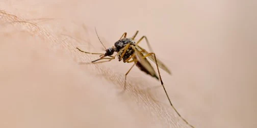 A close up of a mosquito. 