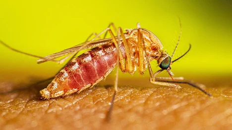 A close up of a mosquito.