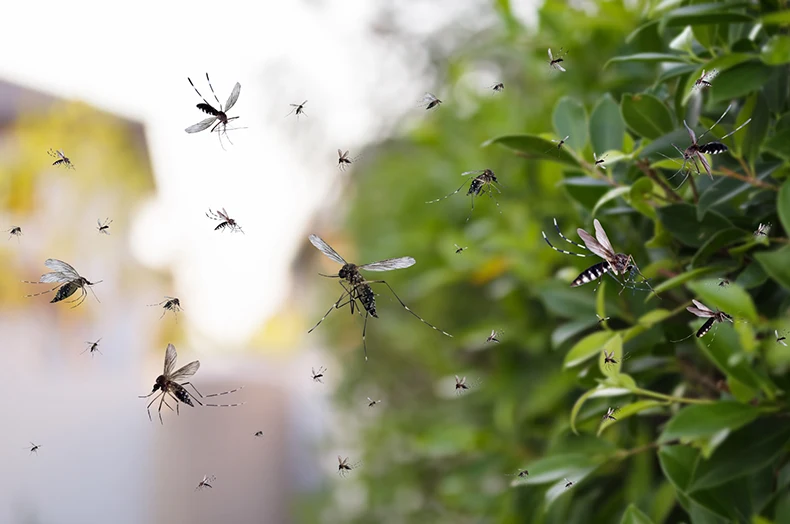 A close up of mosquitos.