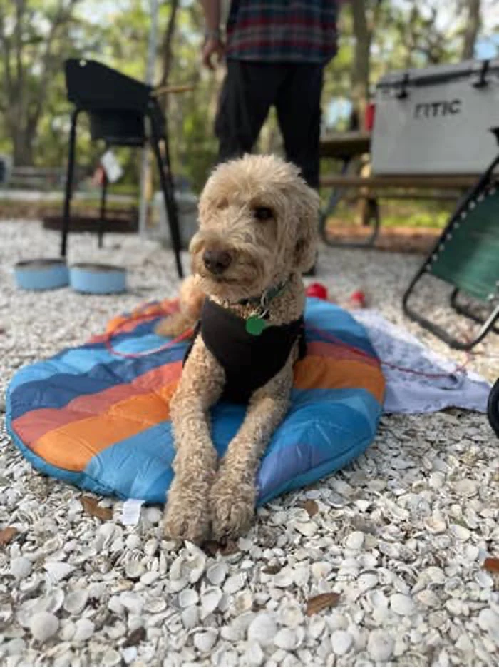 A dog on a travel dog bed.