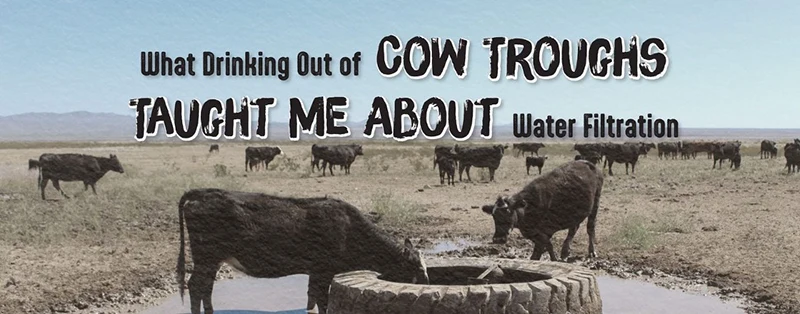 Cows in a field and the text "What Drinking Out Of Cow Troughs Taught Me About Water Filtration"