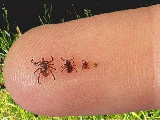 Close-up of a human finger with four ticks arranged from largest to smallest along the fingertip against a blurred background of grass.
