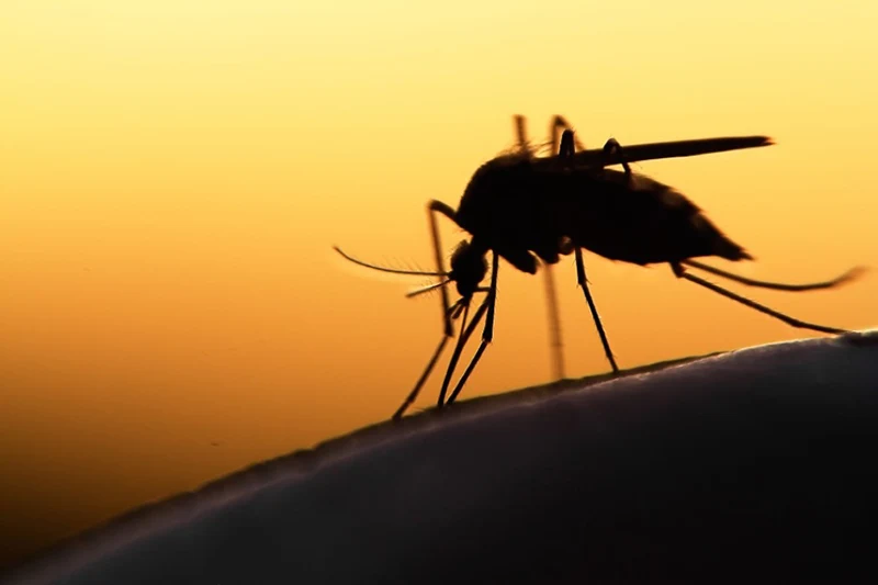 Silhouette of a mosquito perched on human skin against a golden yellow background.