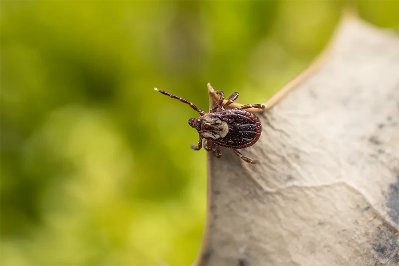 A close up of a tick.