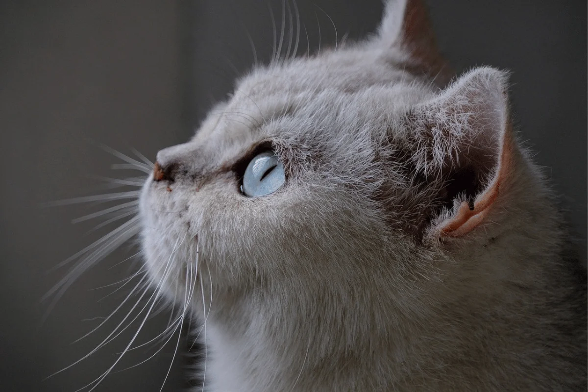 Profile of a white cat with striking blue eyes looking upwards.