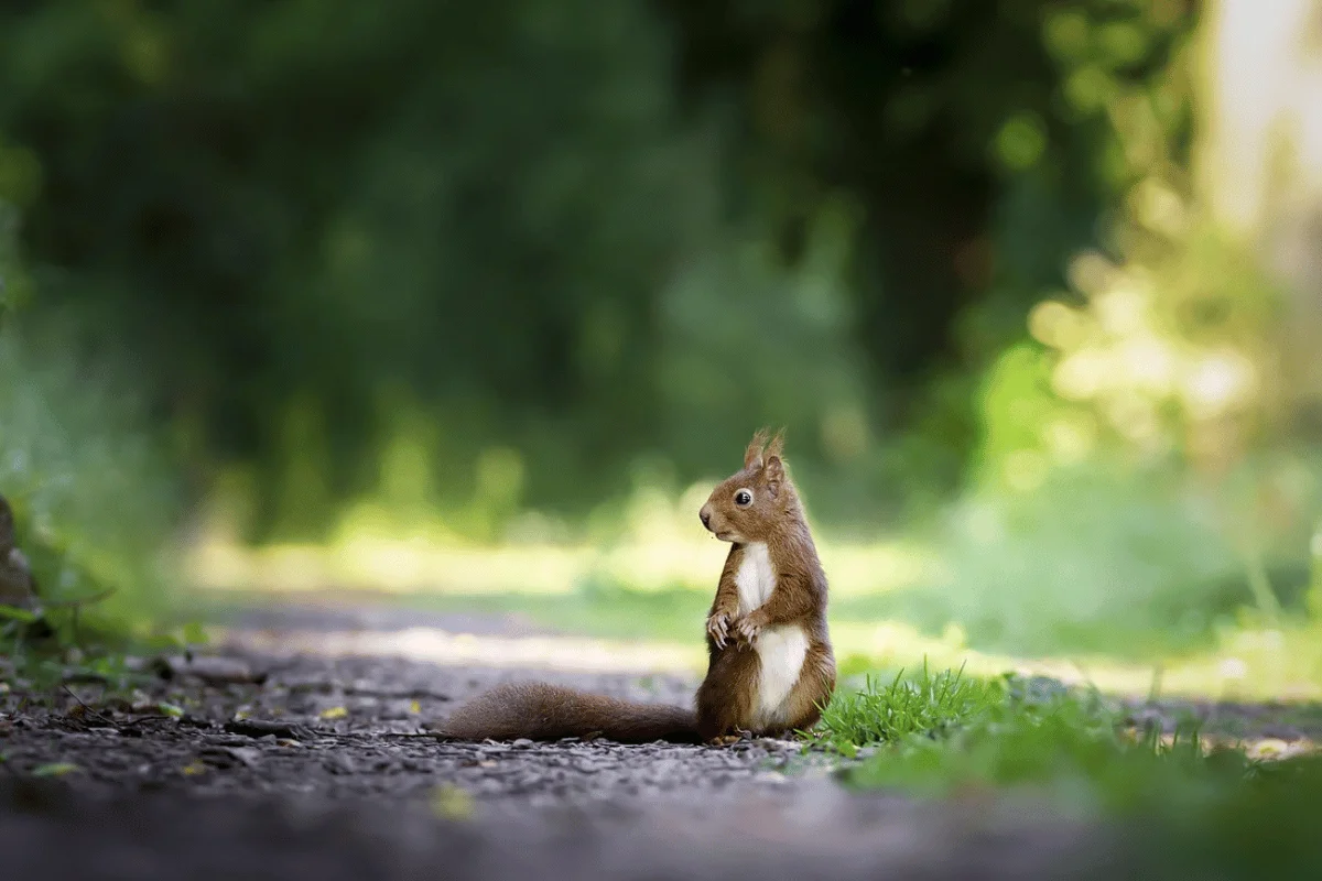 A curious squirrel stands on a gravel path, surrounded by vibrant greenery, gazing intently to the side.