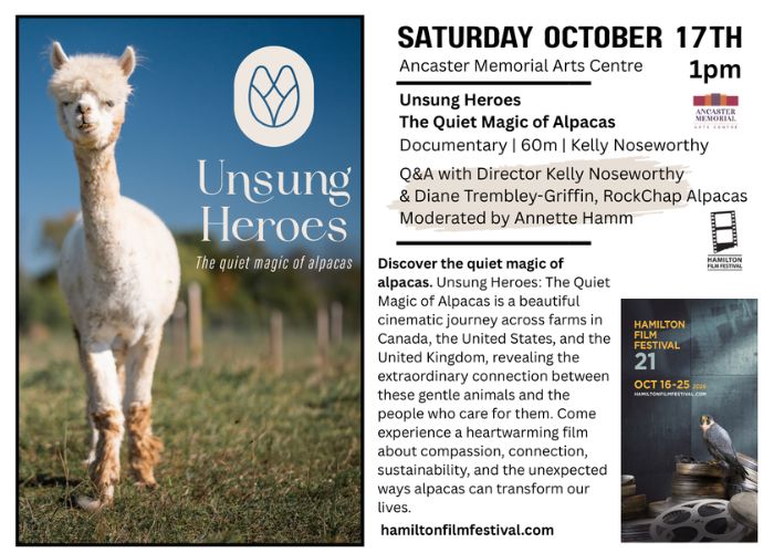 Unsung Heroes: The Quiet Magic of Alpacas