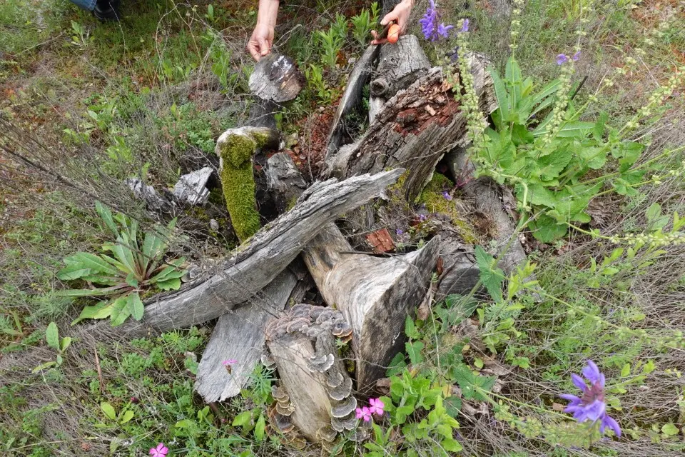 Die Bedeutung von Grünflächen für die Biodiversität im Siedlungsraum