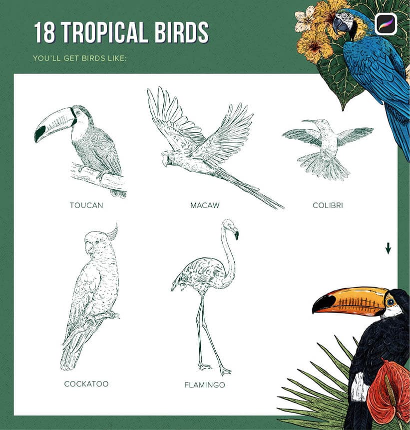 18 tropical bird stamp brushes for Procreate