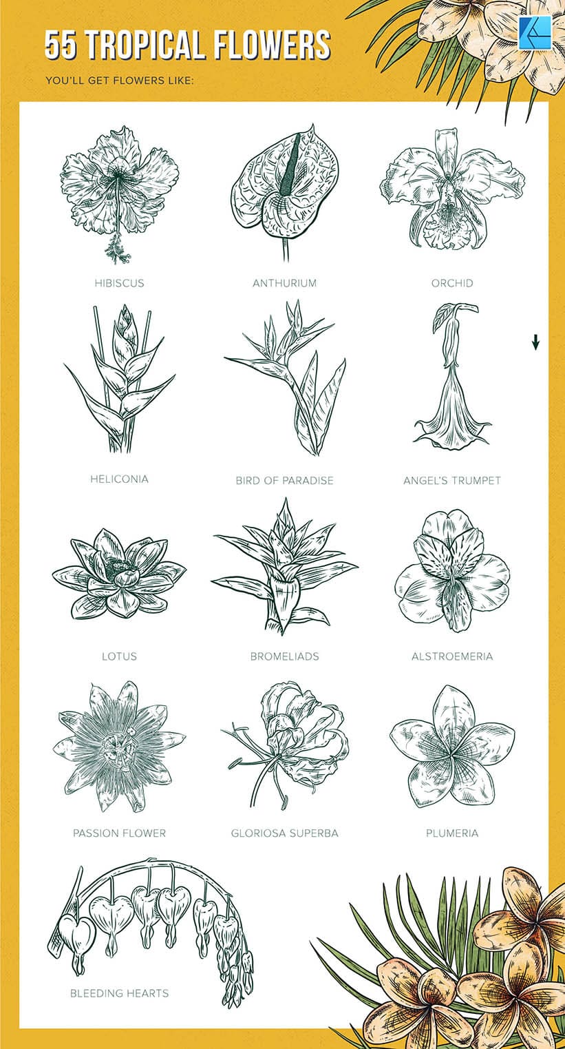 55 tropical flower stamp brushes for Affinity Designer