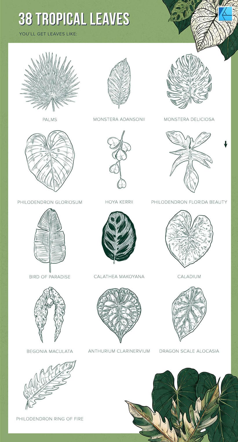 38 tropical leaf stamp brushes for Affinity