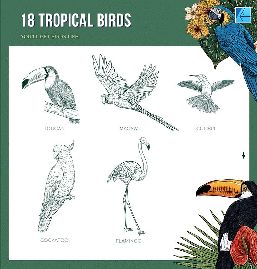 18 tropical bird stamp brushes or affinity designer