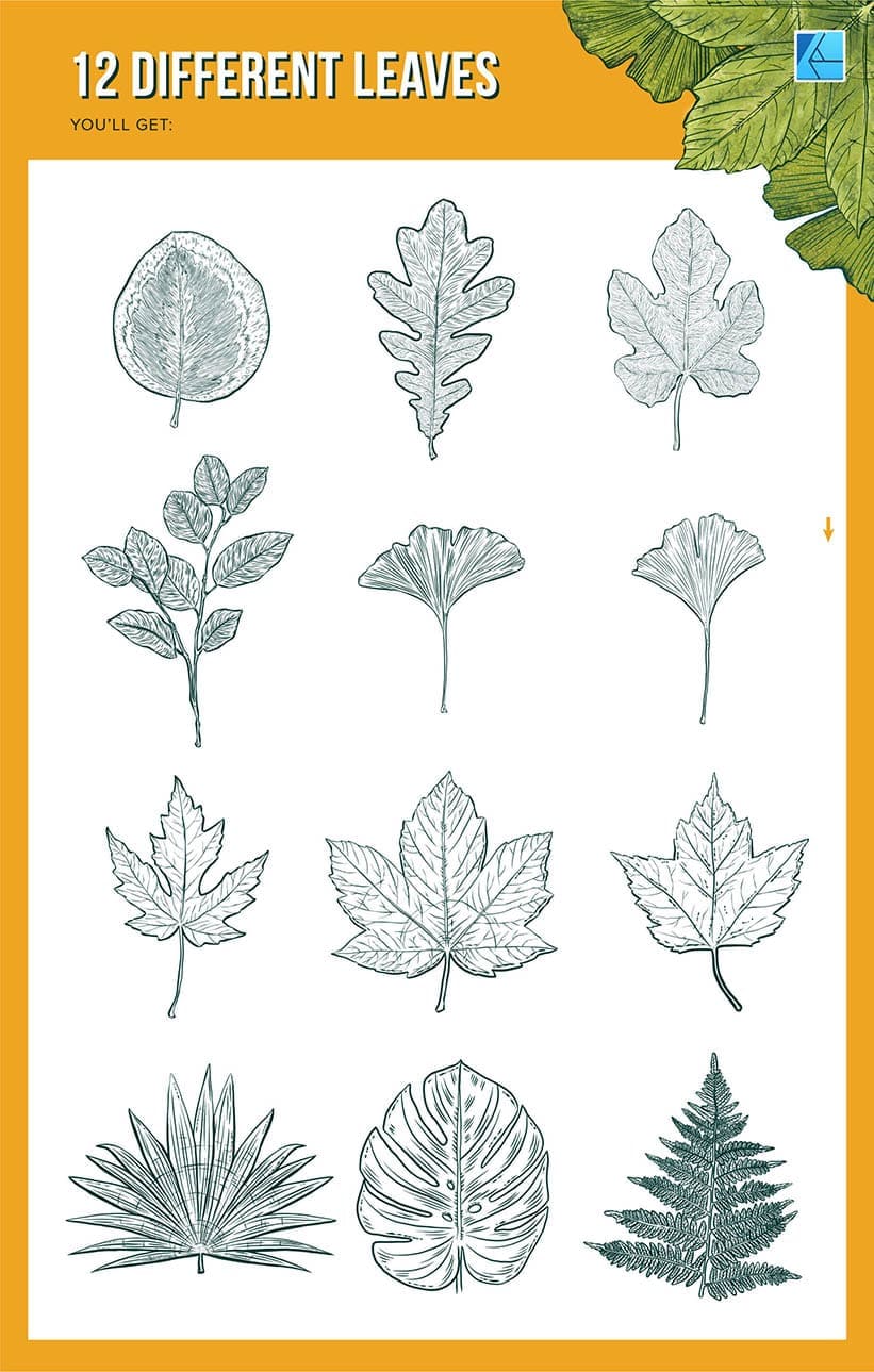12 different leaf illustrations for affinity designer