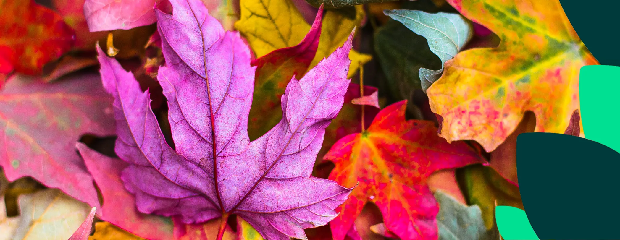 TOP 18 des écogestes de l’automne
