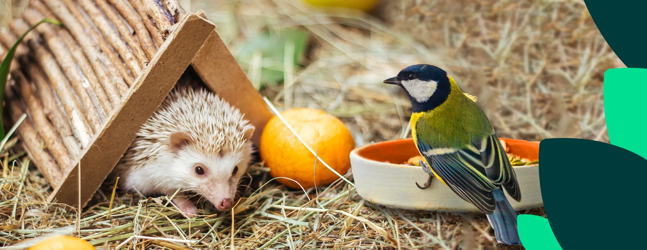 Préserver la biodiversité avec 10 gestes simples