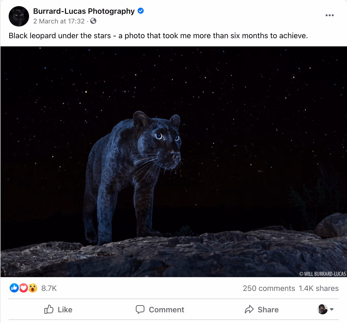 Burrard-Lucas Photography's photo post - black leopard