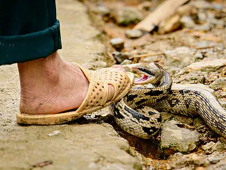 Découvrez comment 40/60 a conçu avec l'Institut Pasteur une application de santé dédiée aux morsures de serpent dans les zones à risque.