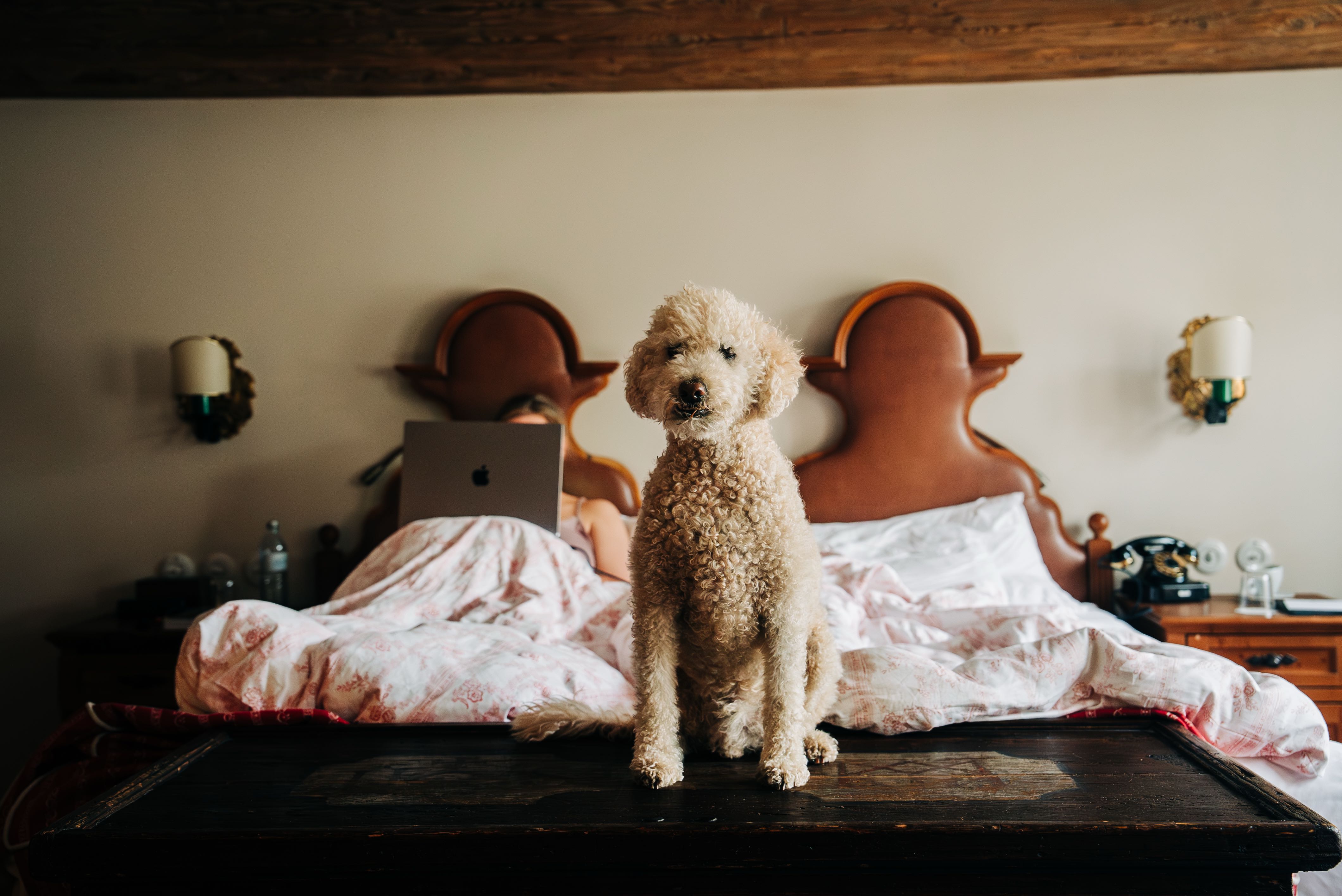 Dog enjoying a dog friendly room at Hotel Goldener Hirsch, Salzburg, Austria