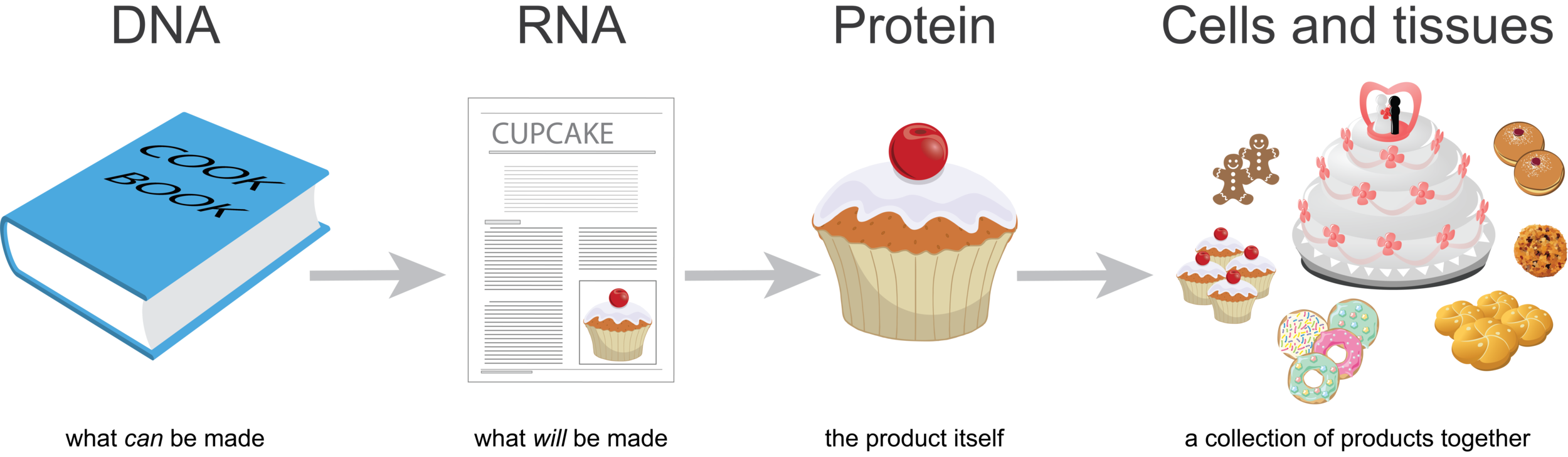 Depiction of the bakery analogy