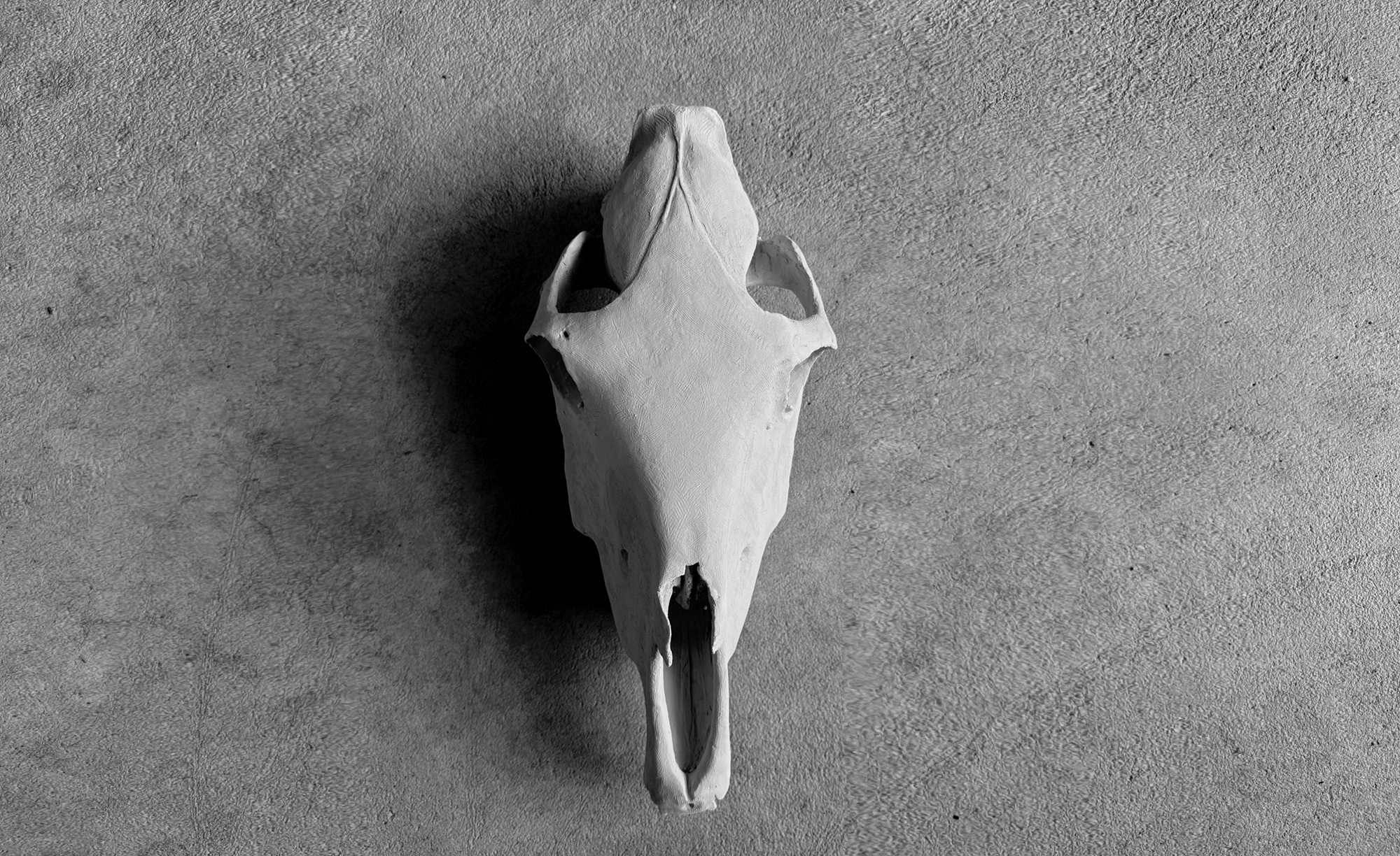 Bone is Bone - exhibition opening