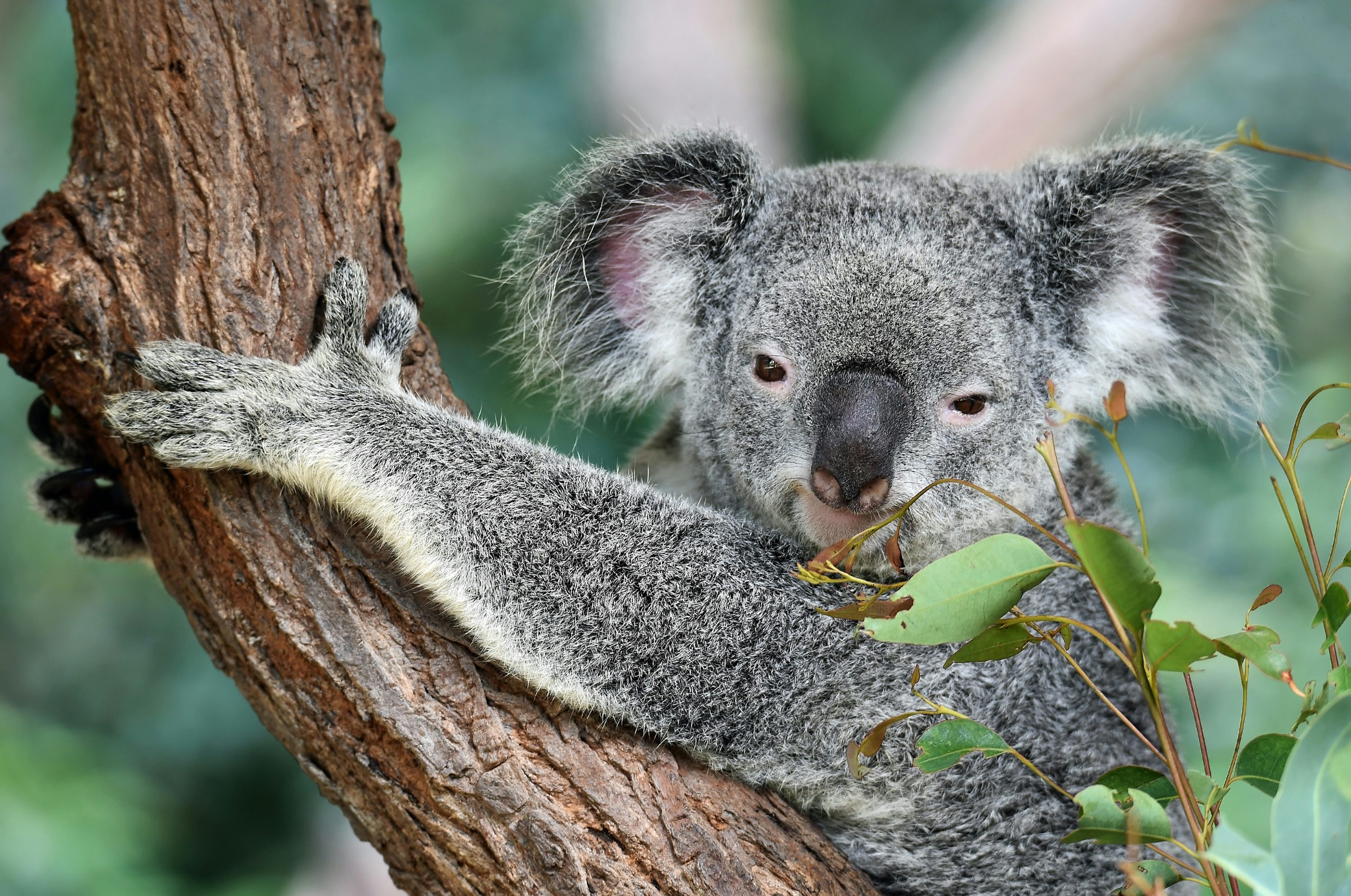 koala en el árbol