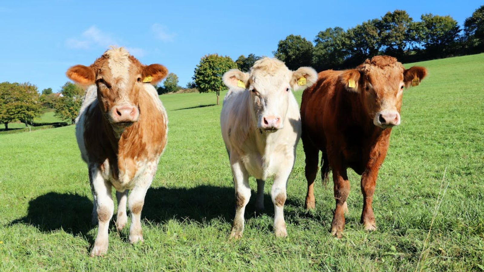 Sustainable Animal Care: Natural Solutions for Stronger and Healthier Livestock