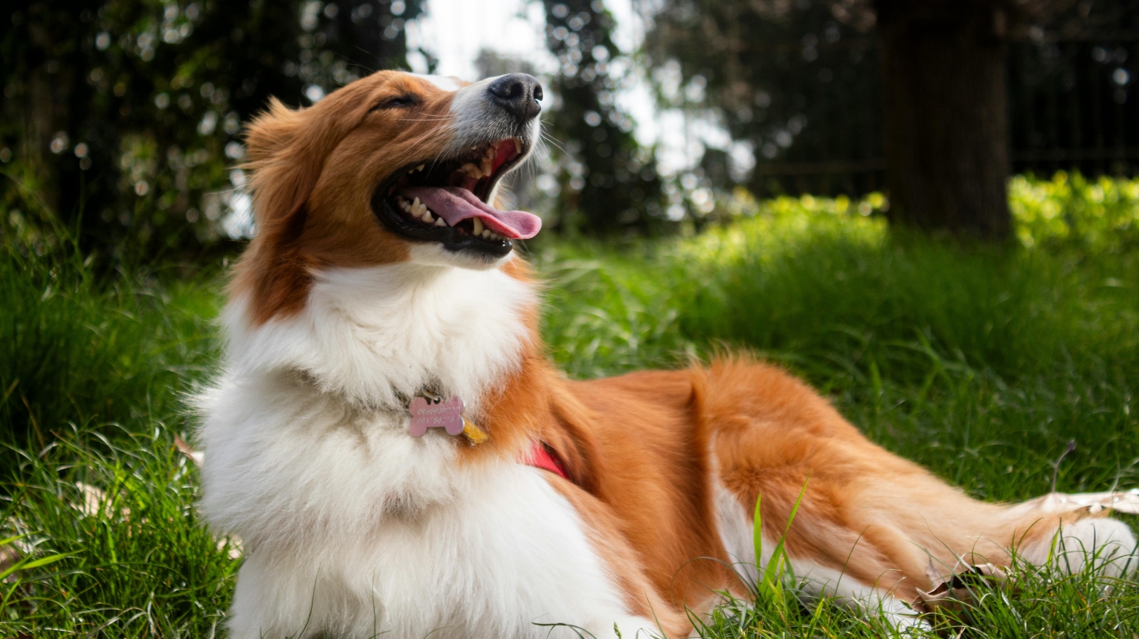Pre-Adoption Checklist: Is Your Lifestyle Ready for a Dog?