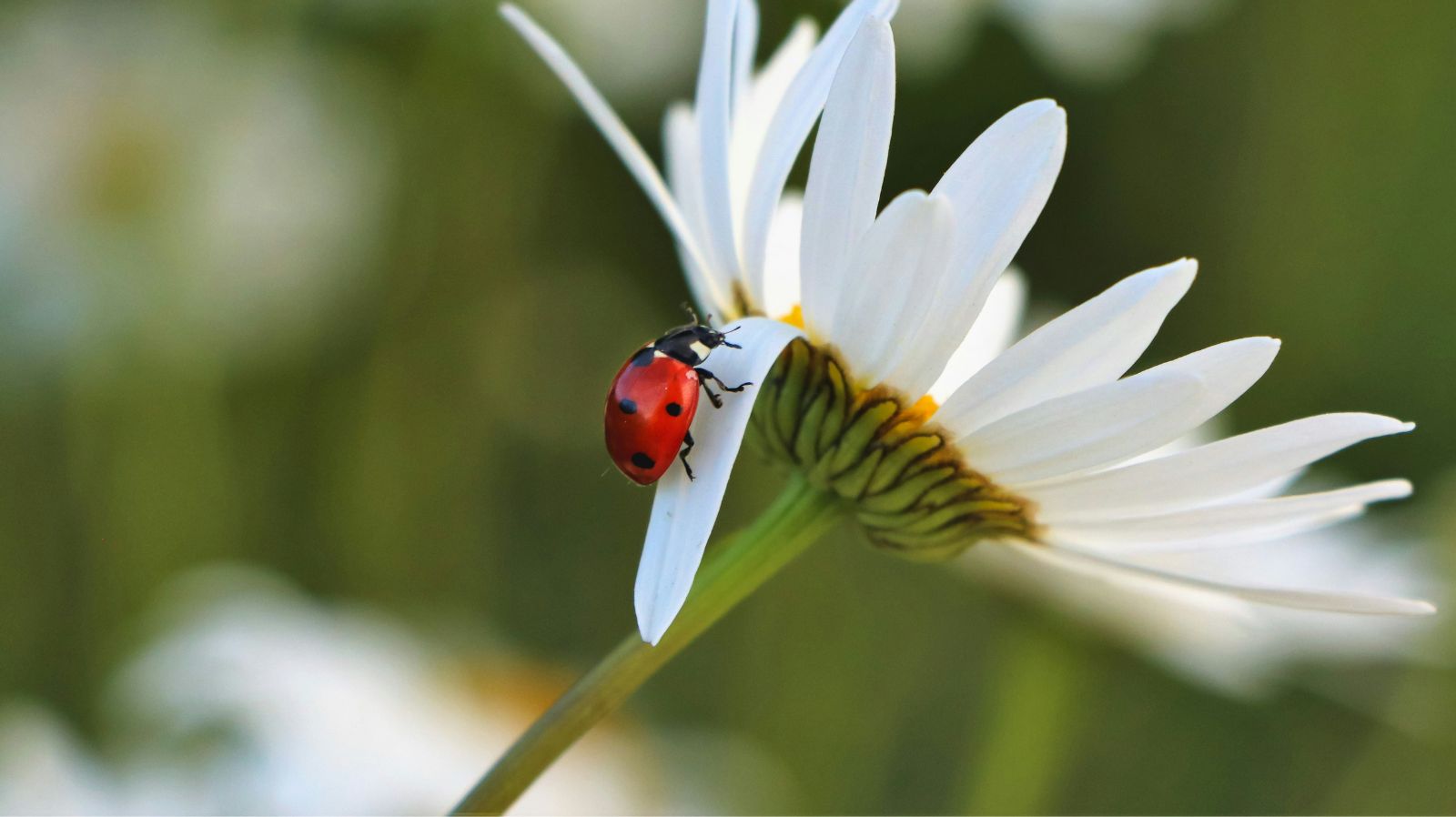 How to Prevent 3 Common Garden Pests: A Step-by-Step Guide for Sustainable Growing